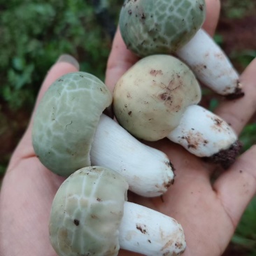 云南大理纯野生鲜青头菌