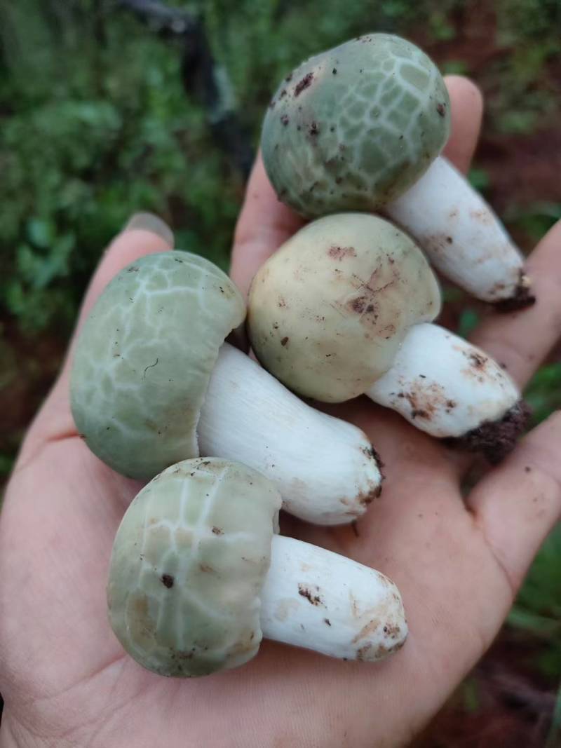 云南大理纯野生鲜青头菌