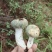 云南大理纯野生鲜青头菌