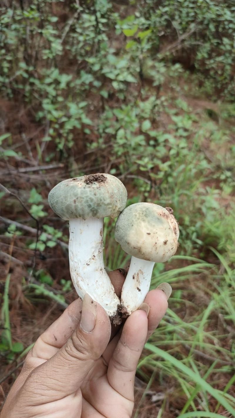 云南大理纯野生鲜青头菌
