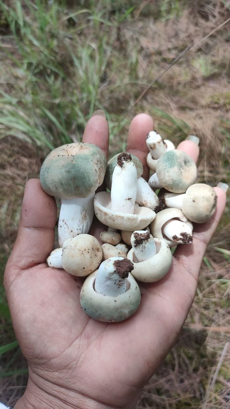 云南大理纯野生鲜青头菌