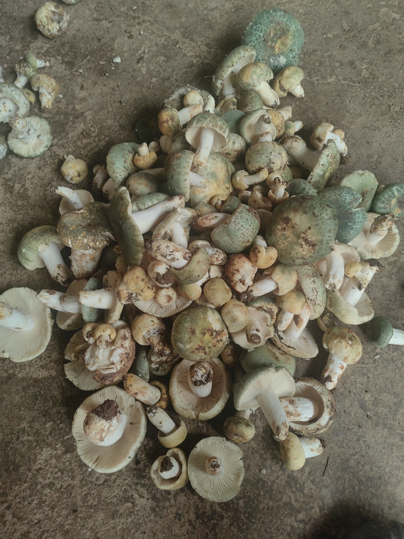 云南大理纯野生鲜青头菌