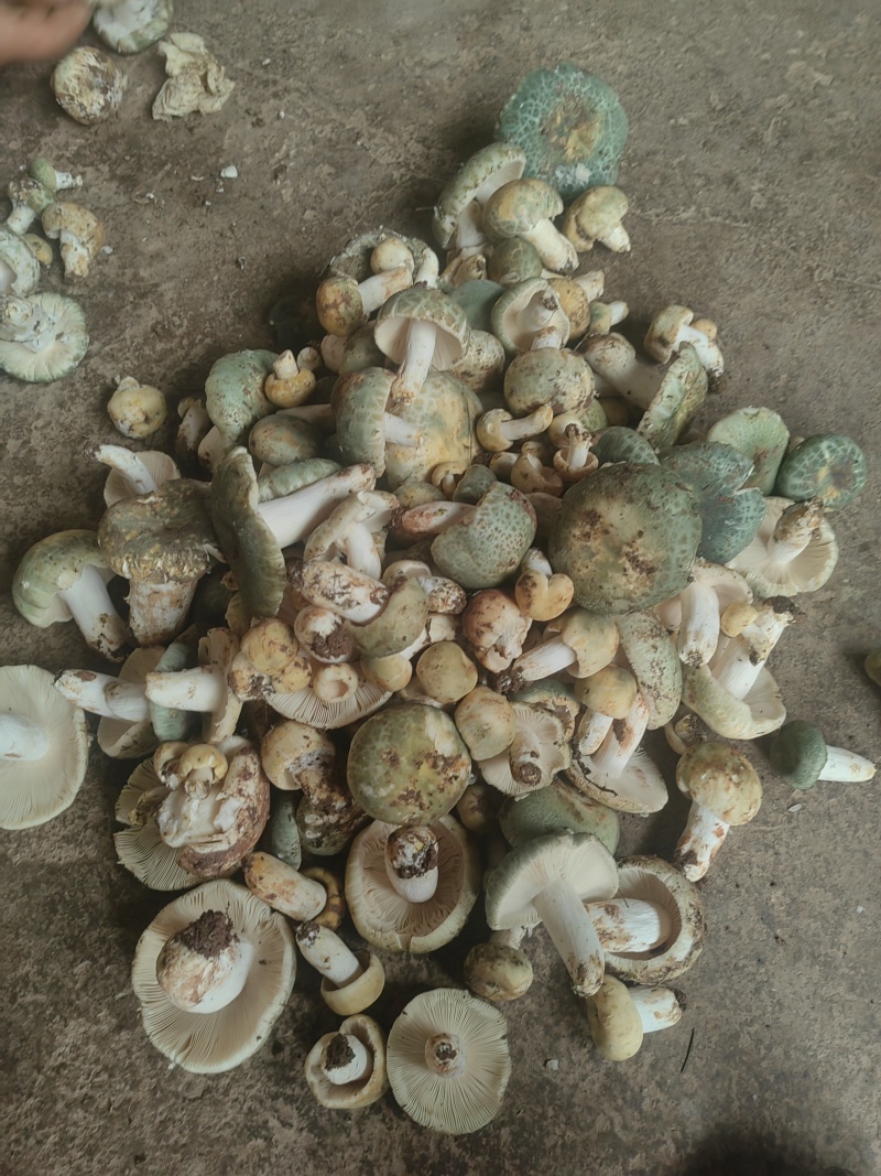 云南大理纯野生鲜青头菌