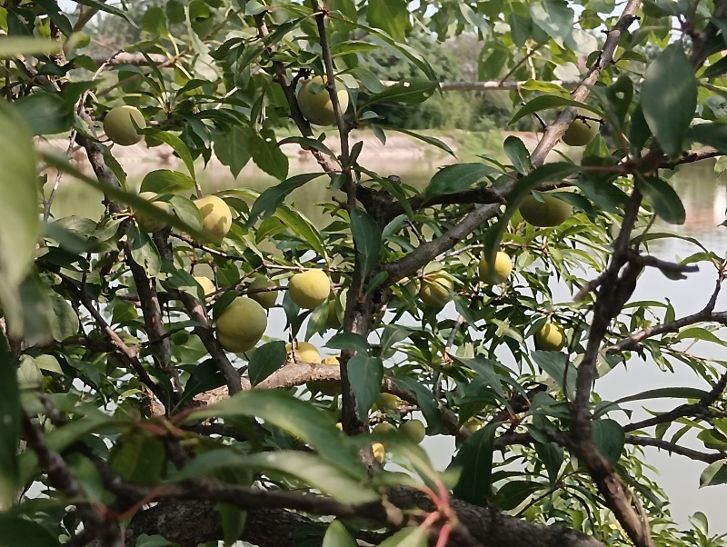 蜂糖李，请附近的朋友上门现摘，量很少不发快递！