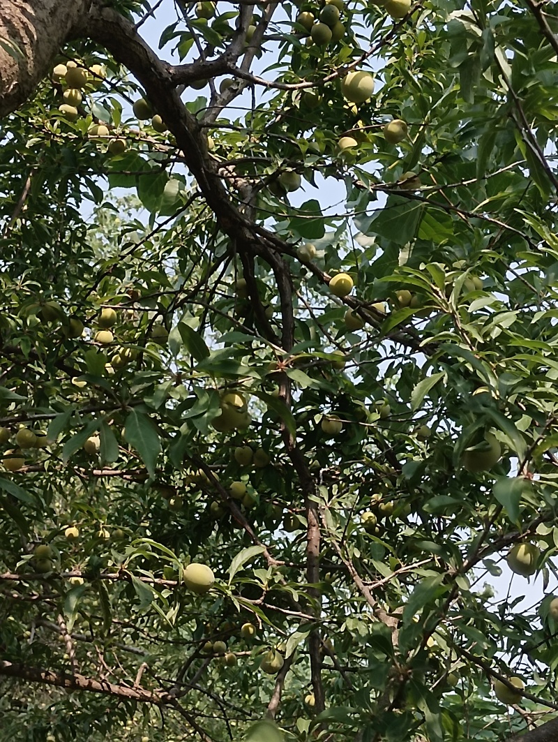 蜂糖李，请附近的朋友上门现摘，量很少不发快递！