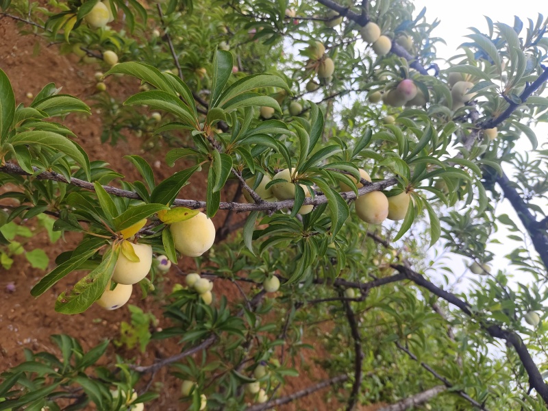 自产自销，口感好，