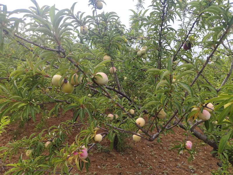 自产自销，口感好，