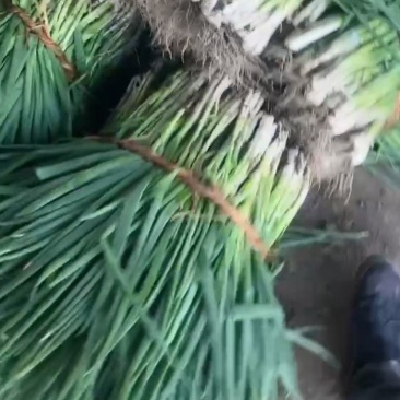 江苏分葱