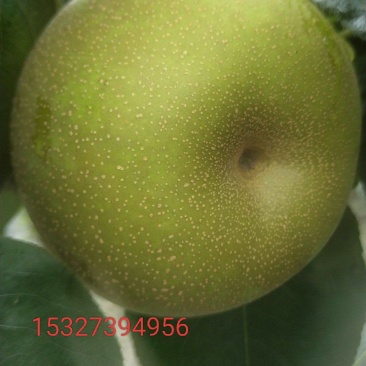 翠冠梨