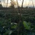 二十亩优质广茄。顺直无籽，个大色泽光亮。