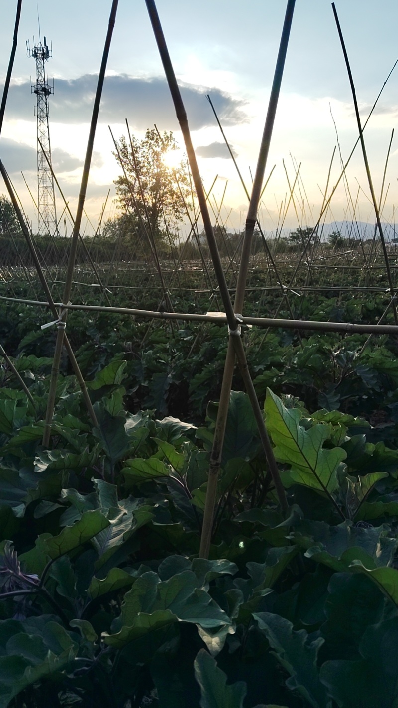二十亩优质广茄。顺直无籽，个大色泽光亮。