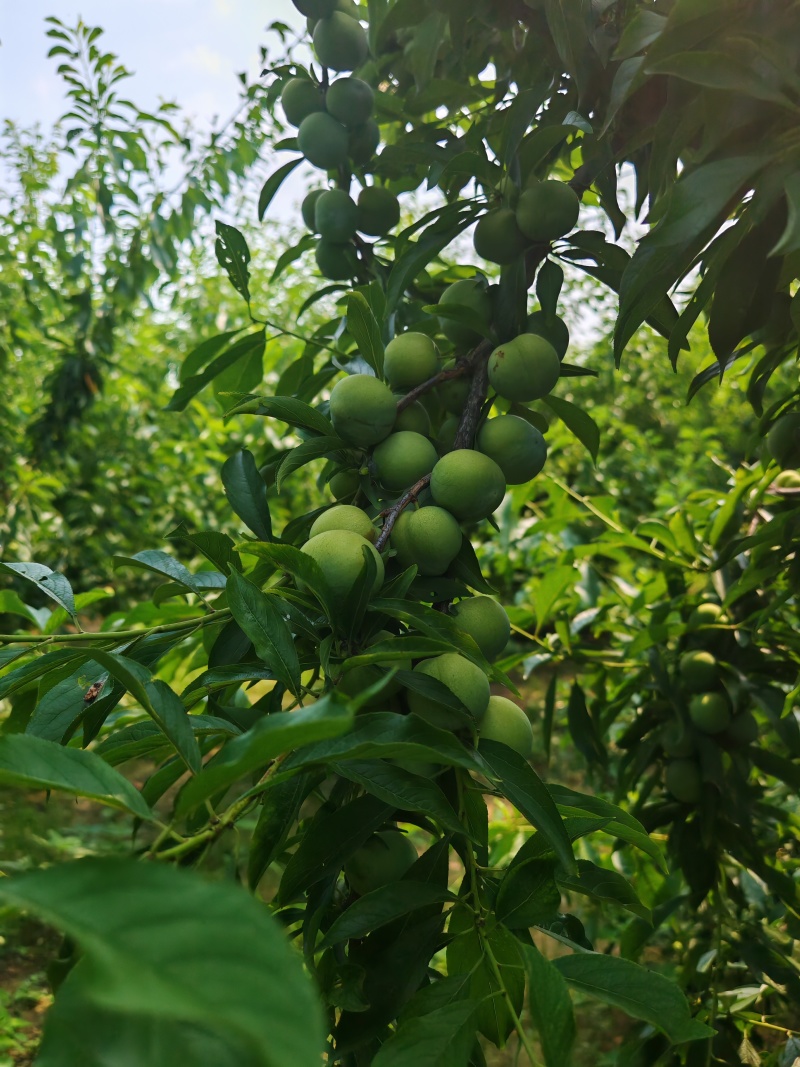 青脆李