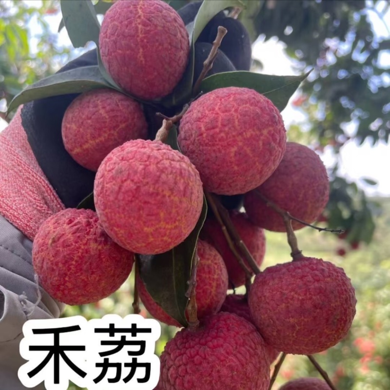 淮枝荔枝禾荔荔枝广西荔枝产地直供货源充足肉多核下