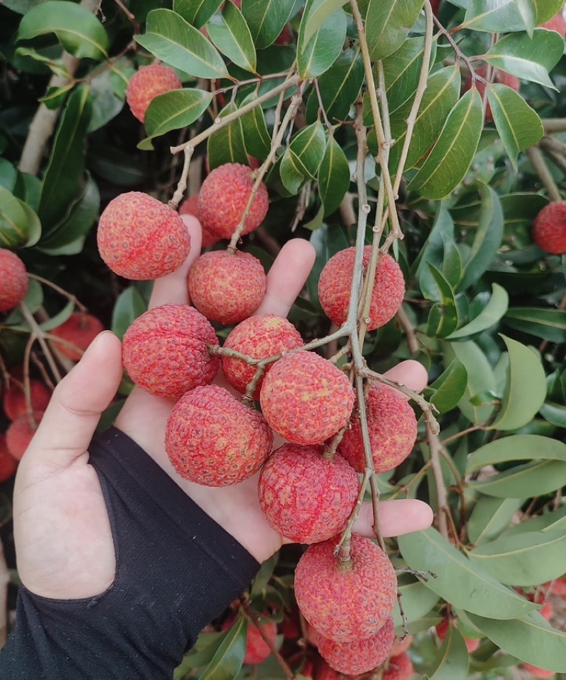 淮枝荔枝禾荔荔枝广西荔枝产地直供货源充足肉多核下