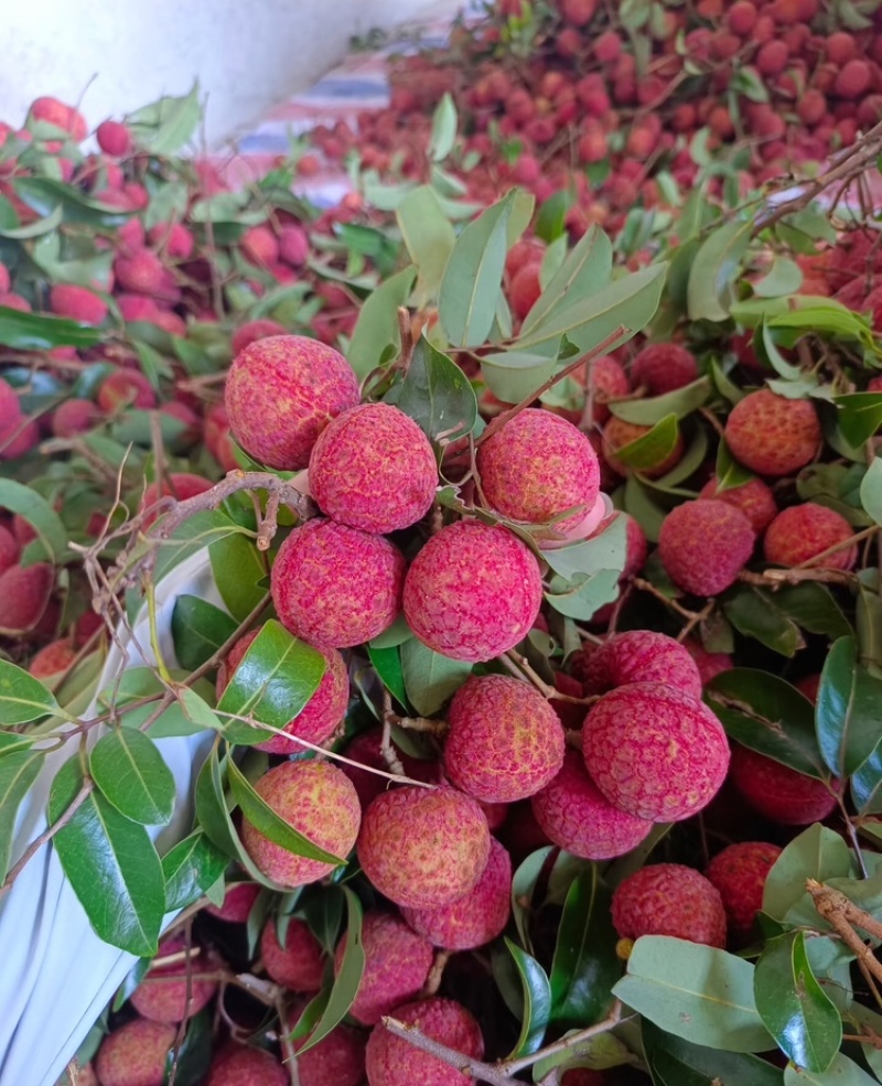 淮枝荔枝禾荔荔枝广西荔枝产地直供货源充足肉多核下
