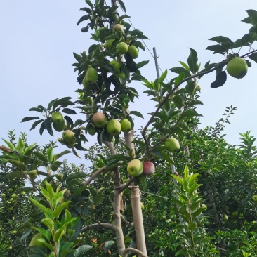 鲁丽苹果即将上市