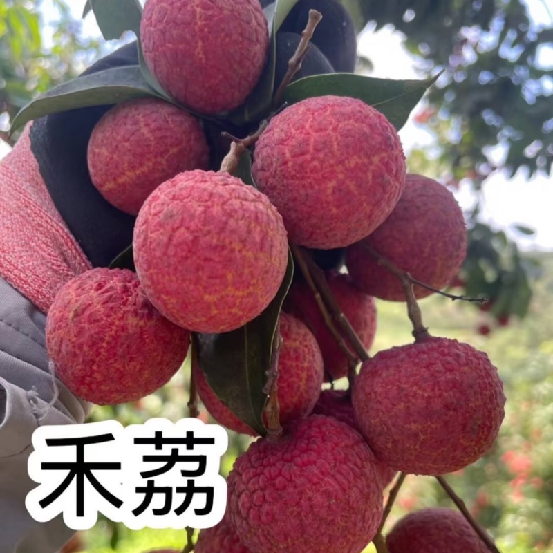 禾荔荔枝淮枝荔枝广西禾荔荔枝基地直供量大从优