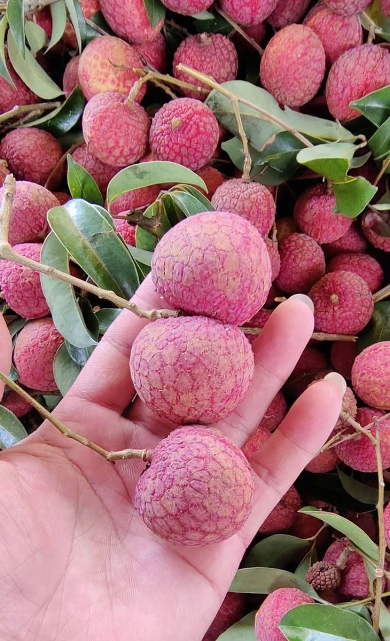 禾荔荔枝淮枝荔枝广西禾荔荔枝基地直供量大从优