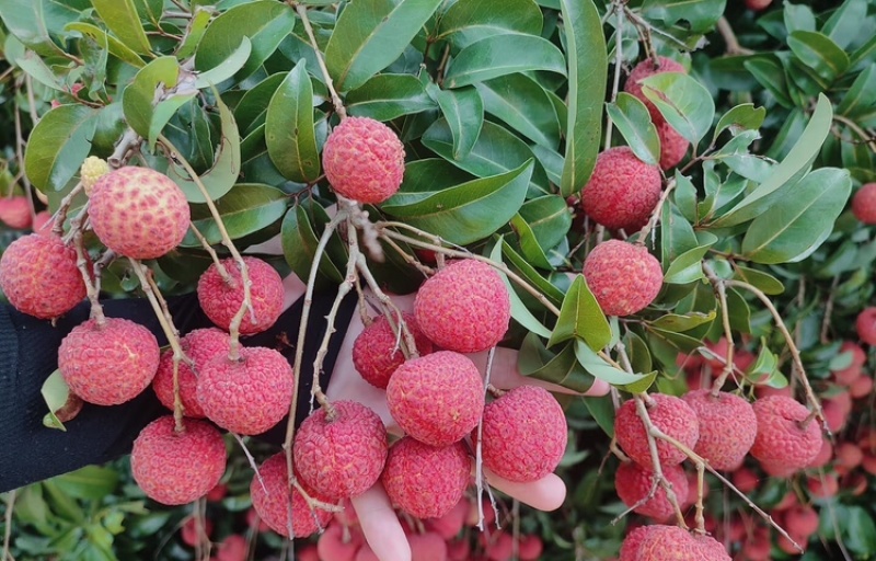 【实力供货】广西禾荔枝禾荔荔枝淮枝荔枝代发全国