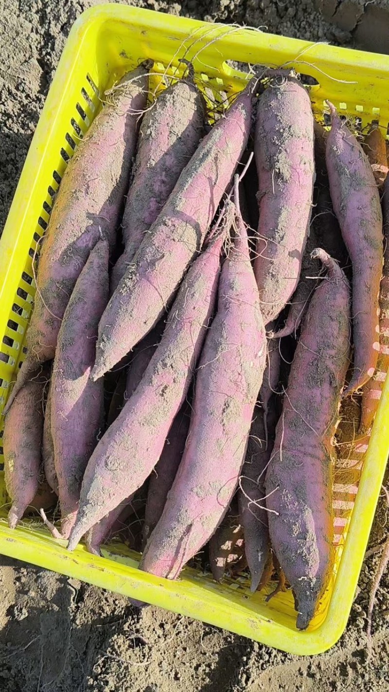 板栗红薯，陕西板栗红薯
