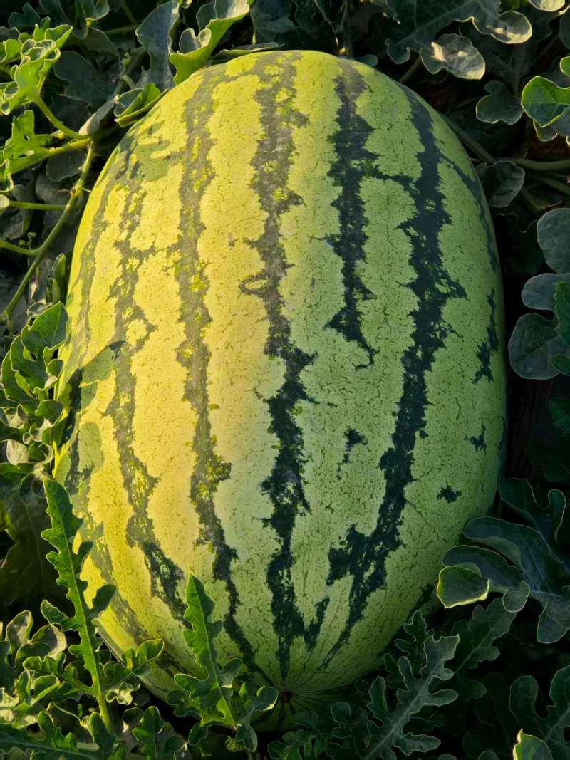 宁夏金花系列西瓜/金华6号西瓜/大量有货基地直供品质优欢