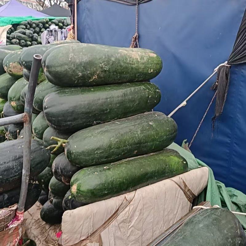 黑皮中条396冬瓜大量上市产地直发，品质保证，服务周到