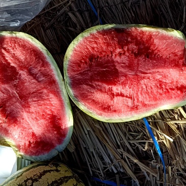 正宗宁夏硒砂瓜。