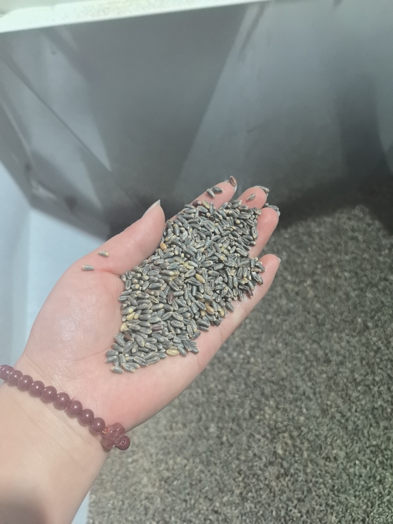 河北石磨蓝麦面紫麦面