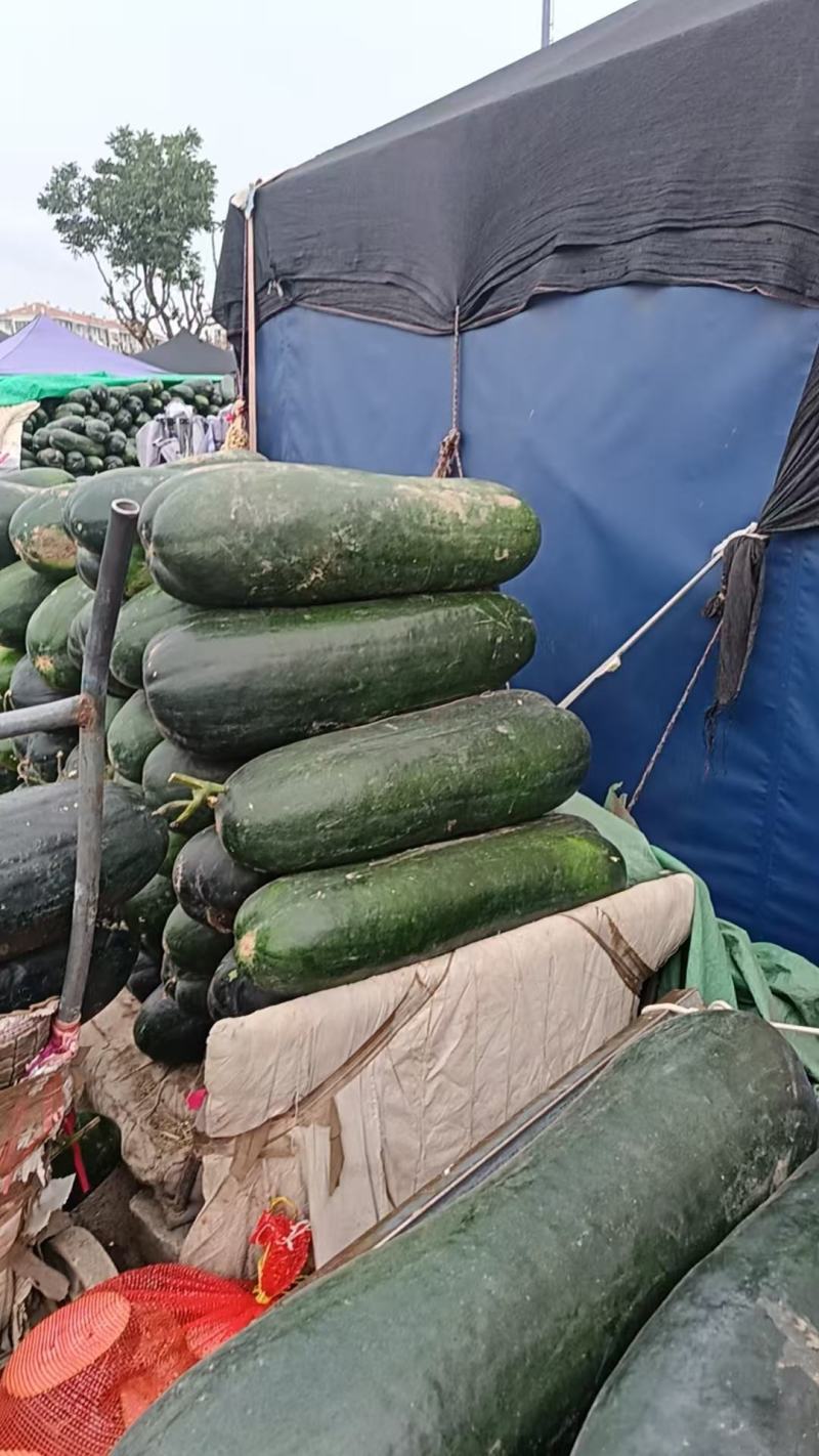 黑皮中条396冬瓜大量上市产地直发，品质保证，服务周到