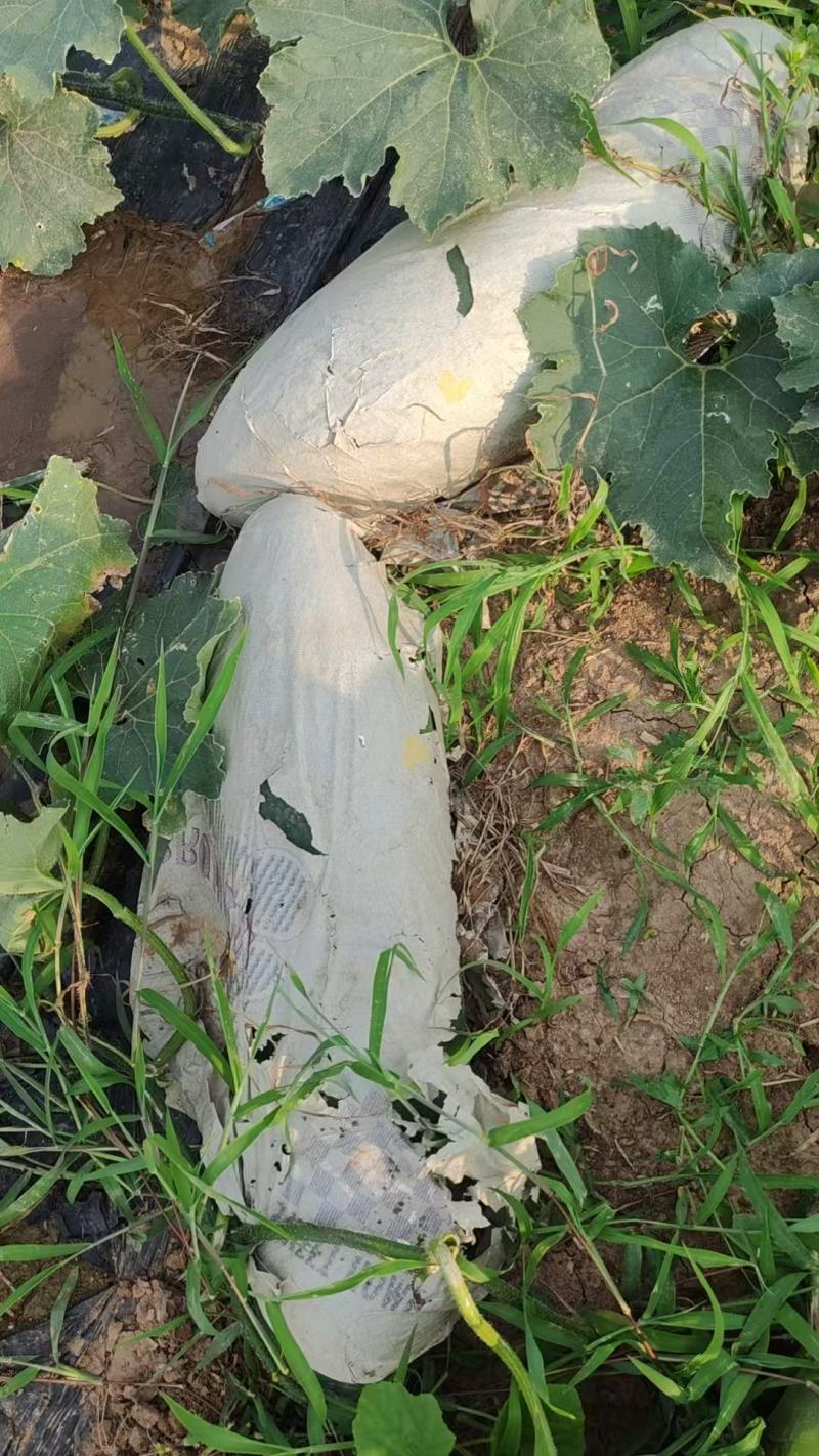 黑皮中条396冬瓜大量上市产地直发，品质保证，服务周到