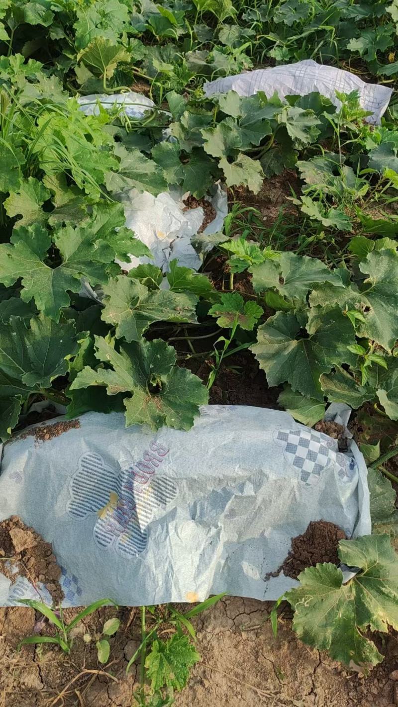 黑皮中条396冬瓜大量上市产地直发，品质保证，服务周到