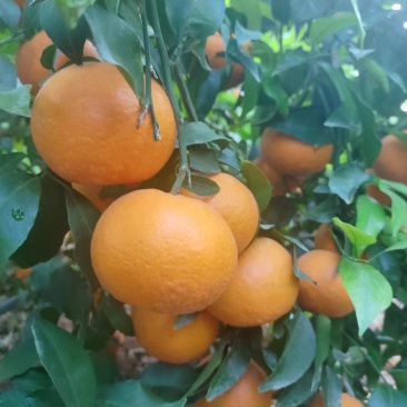 沃柑，自己果园出货，欢迎询价采购