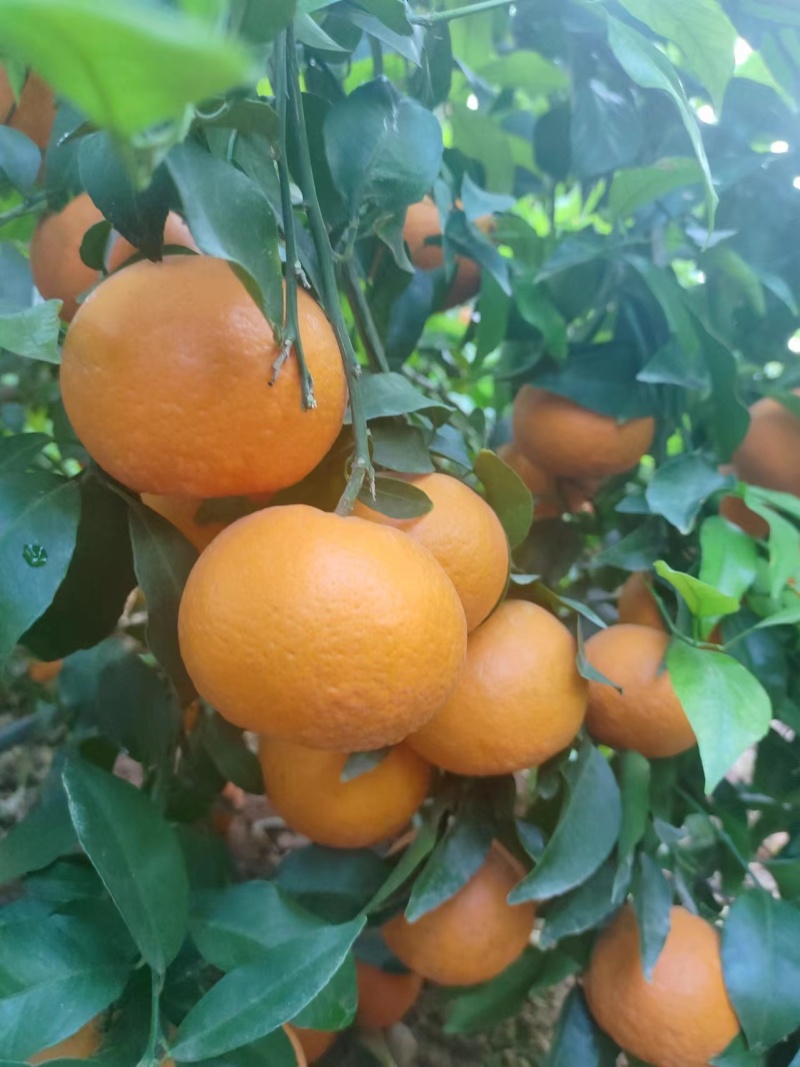 沃柑，自己果园出货，欢迎询价采购