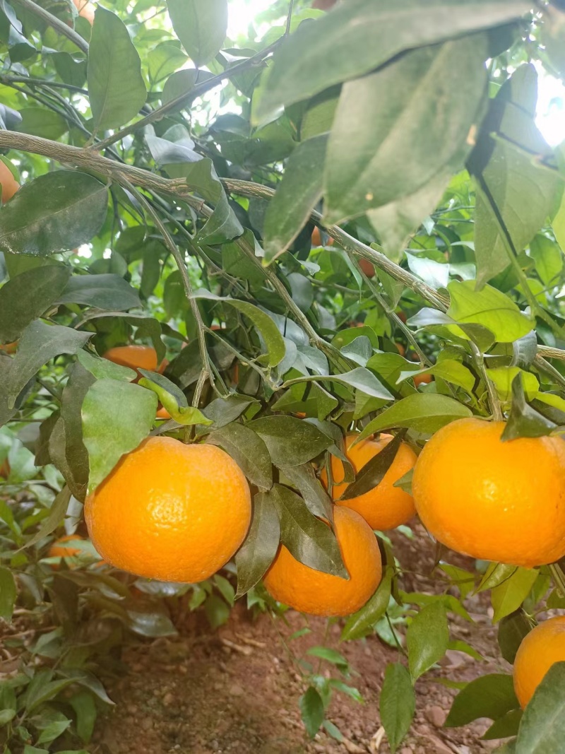 沃柑，自己果园出货，欢迎询价采购