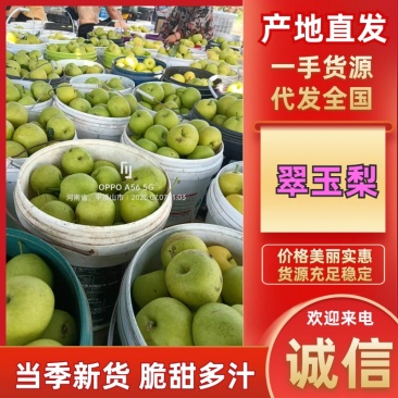 精品翠玉梨翠冠梨早熟酥脆梨大量上市中保质保量视频看货