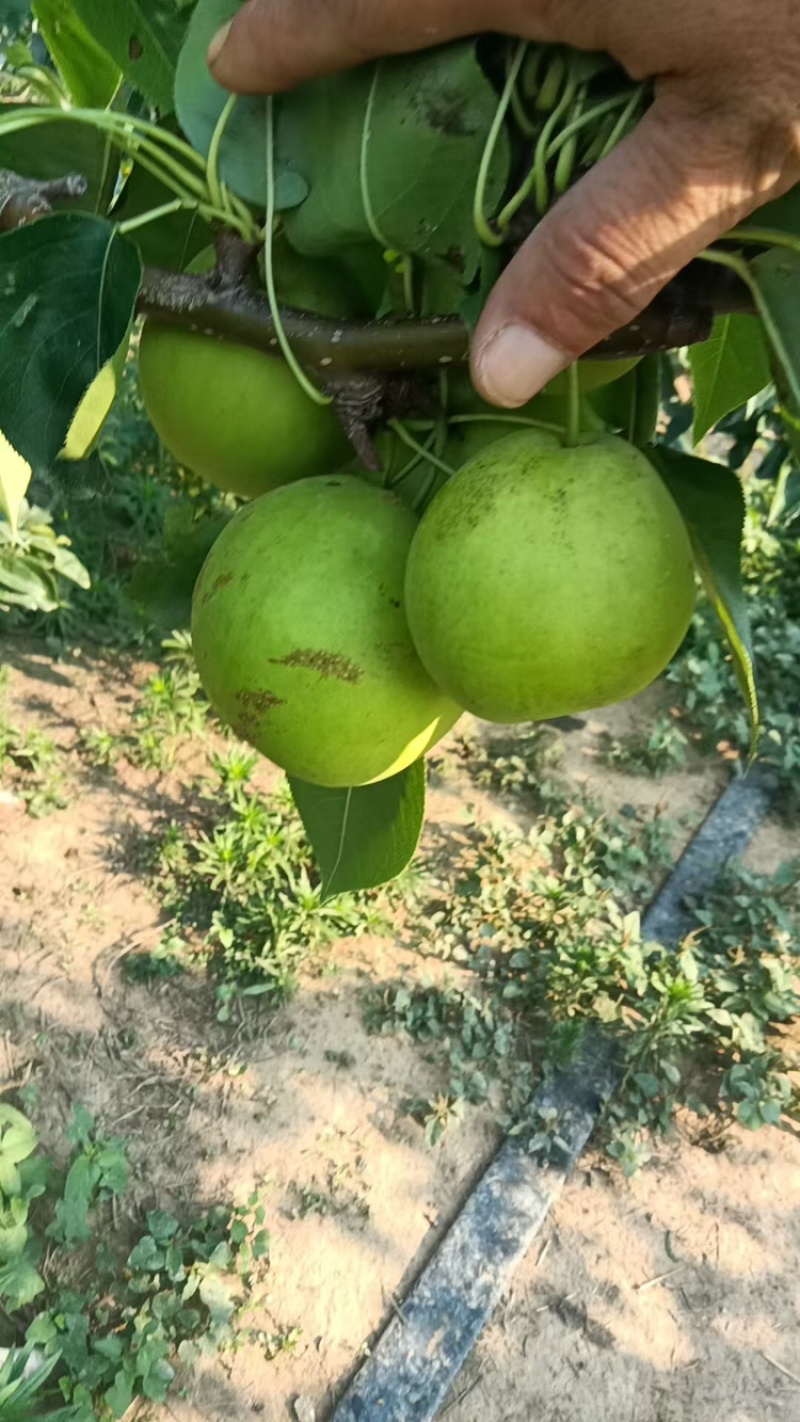 精品翠玉梨翠冠梨早熟酥脆梨大量上市中保质保量视频看货