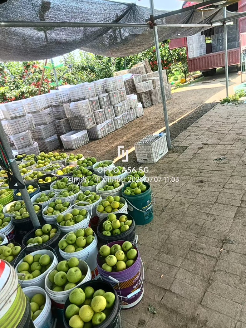 精品翠玉梨翠冠梨早熟酥脆梨大量上市中保质保量视频看货