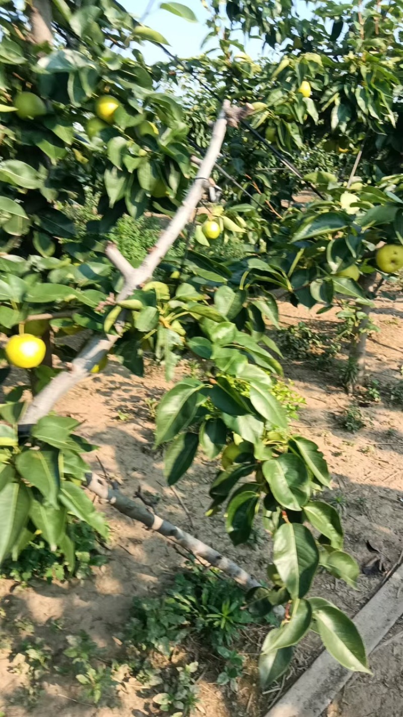 精品翠玉梨翠冠梨早熟酥脆梨大量上市中保质保量视频看货