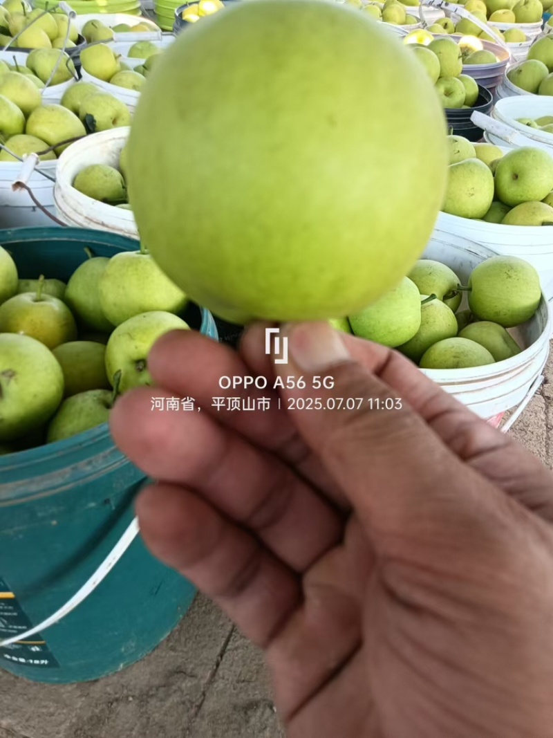 精品翠玉梨翠冠梨早熟酥脆梨大量上市中保质保量视频看货