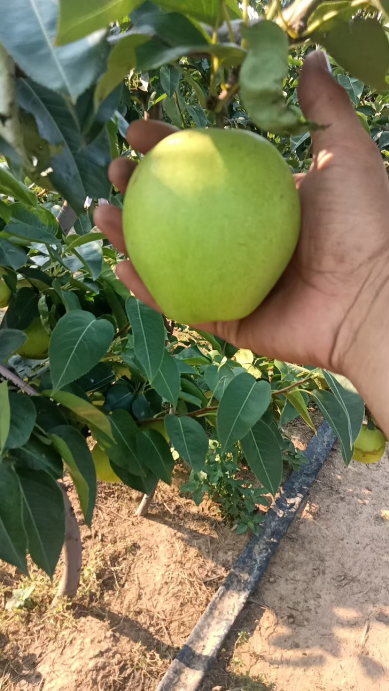 精品翠玉梨翠冠梨早熟酥脆梨大量上市中保质保量视频看货