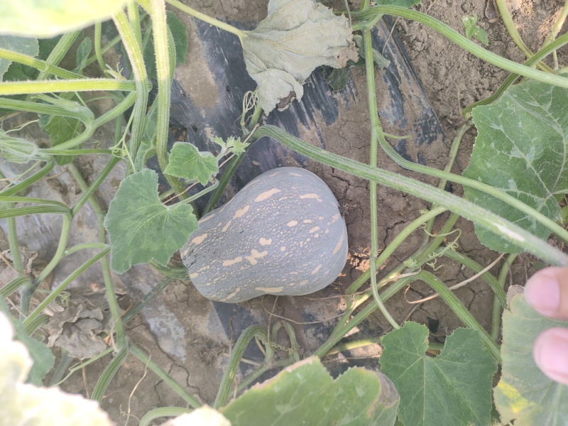 河南小金香南瓜/花生南瓜/金香南瓜/一手货源基地直发