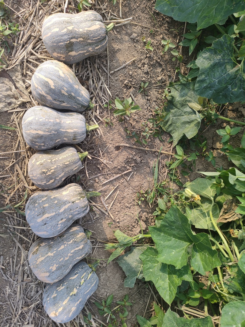 河南小金香南瓜/花生南瓜/金香南瓜/一手货源基地直发