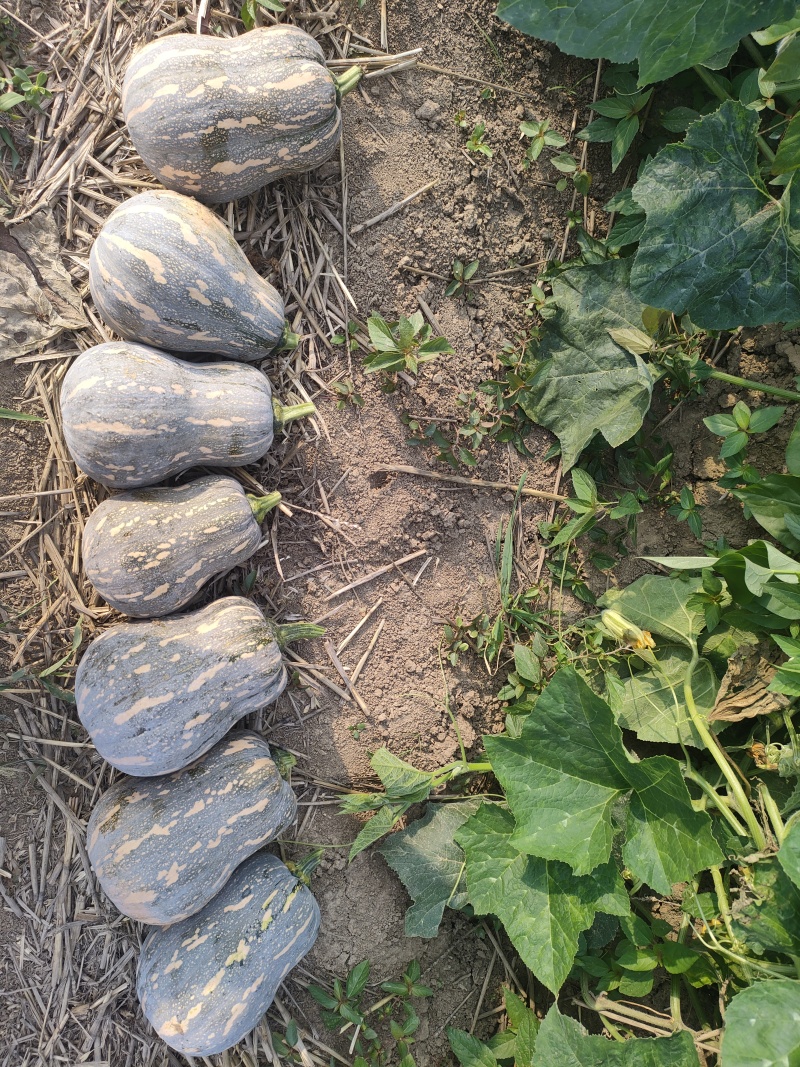 河南小金香南瓜/花生南瓜/金香南瓜/一手货源基地直发
