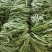 山西省晋北蔬菜基地！豆角降价了