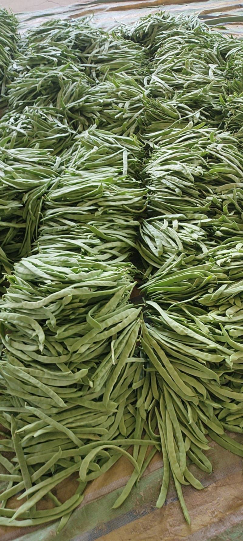 山西省晋北蔬菜基地！豆角降价了