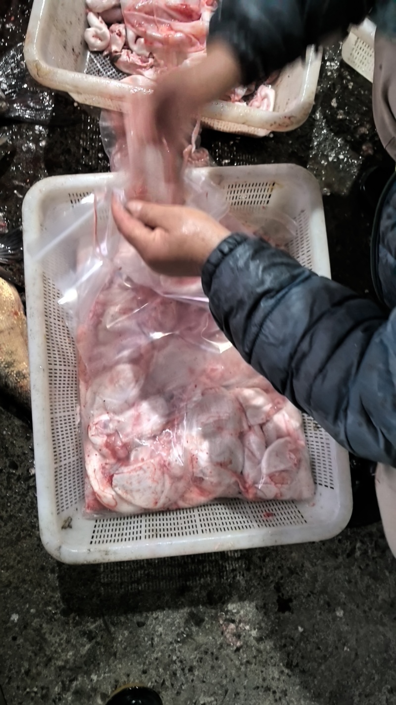 超大花鲢泡