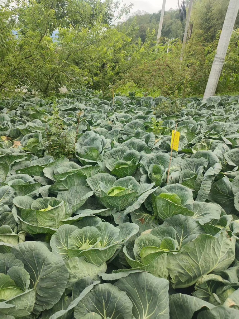 甘蓝，自家种植，可视频看货，产地直发，欢迎咨询采购