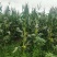 水果玉米大量上市产地直发，品质保证，服务周到，诚信经营