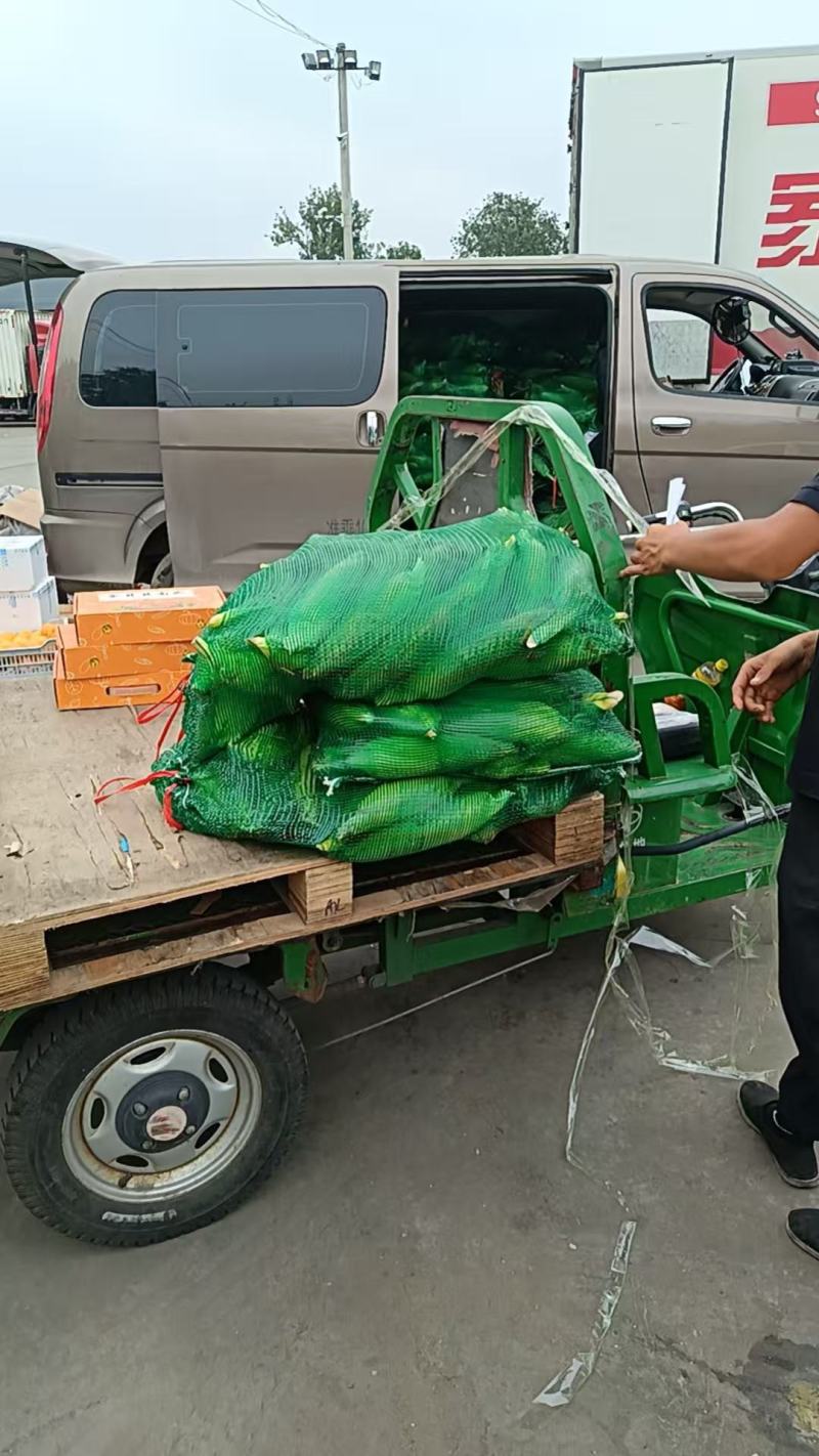 水果玉米大量上市产地直发，品质保证，服务周到，诚信经营
