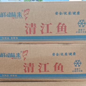开背清江鱼
